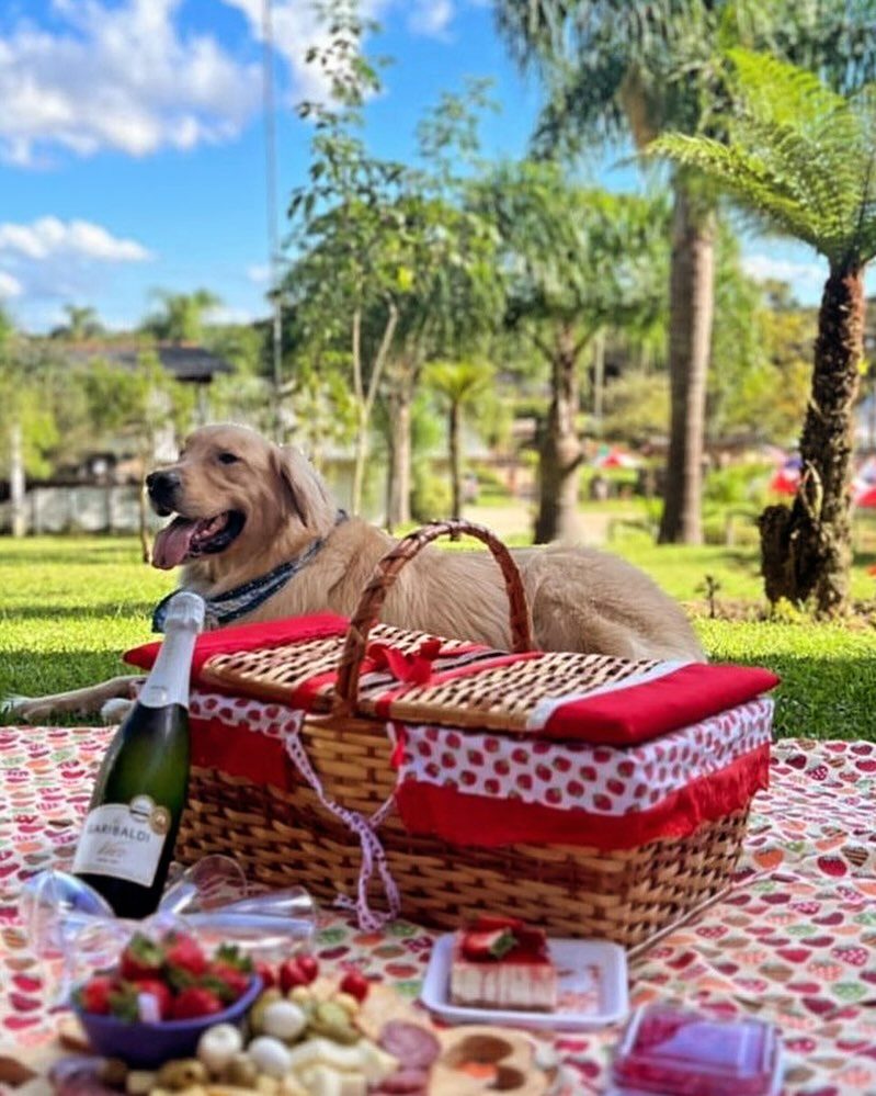 Pet participando do piquenique